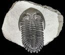 Flying Hollardops Trilobite - Great Eyes #57784-7
